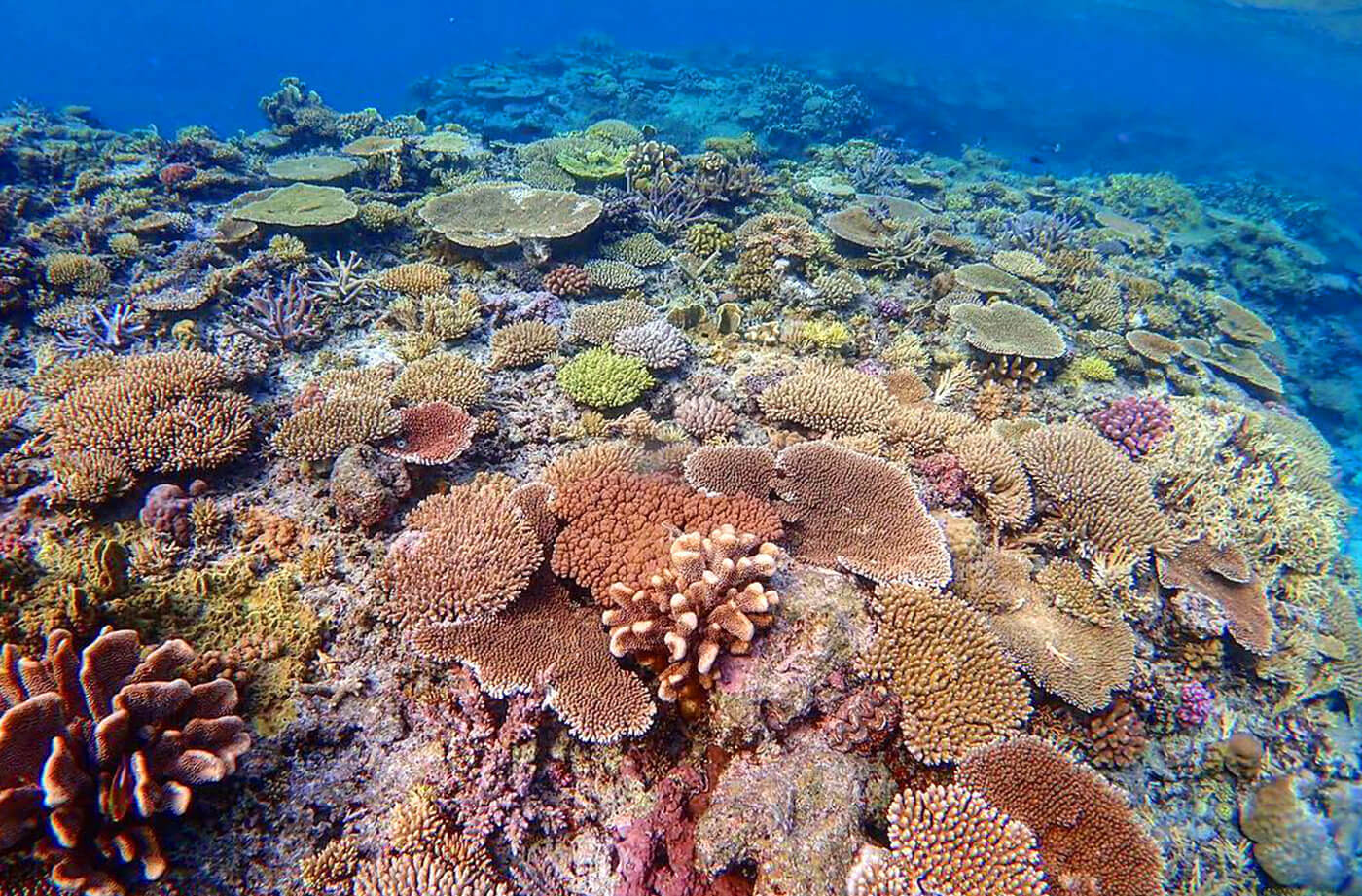 安慶名敷島 モリモリ珊瑚