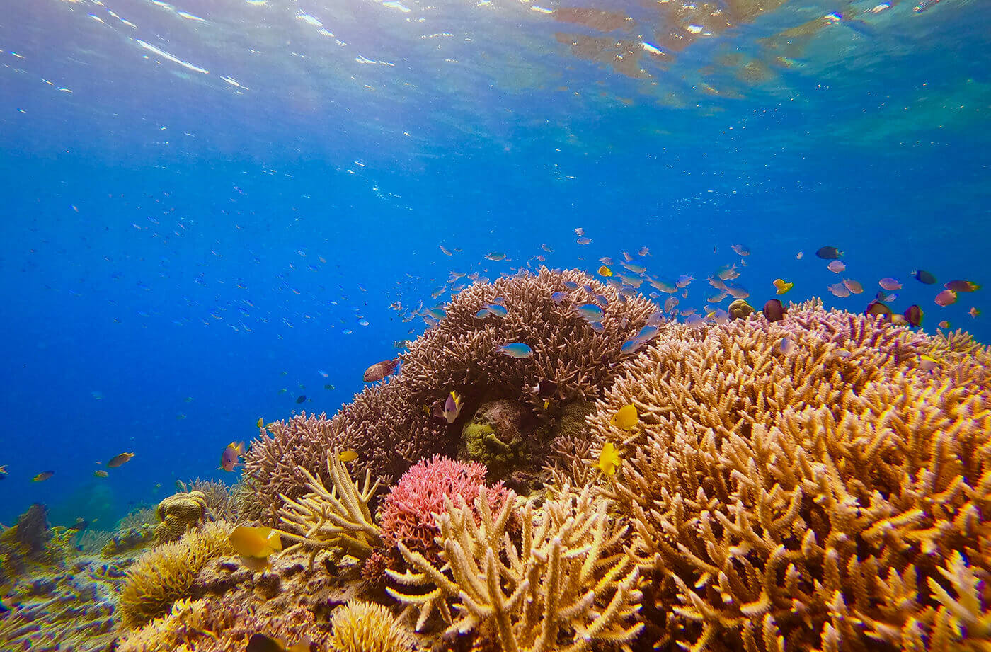 安慶名敷島 ピカピカ珊瑚