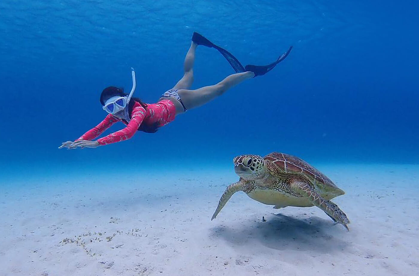 阿真ビーチのウミガメ