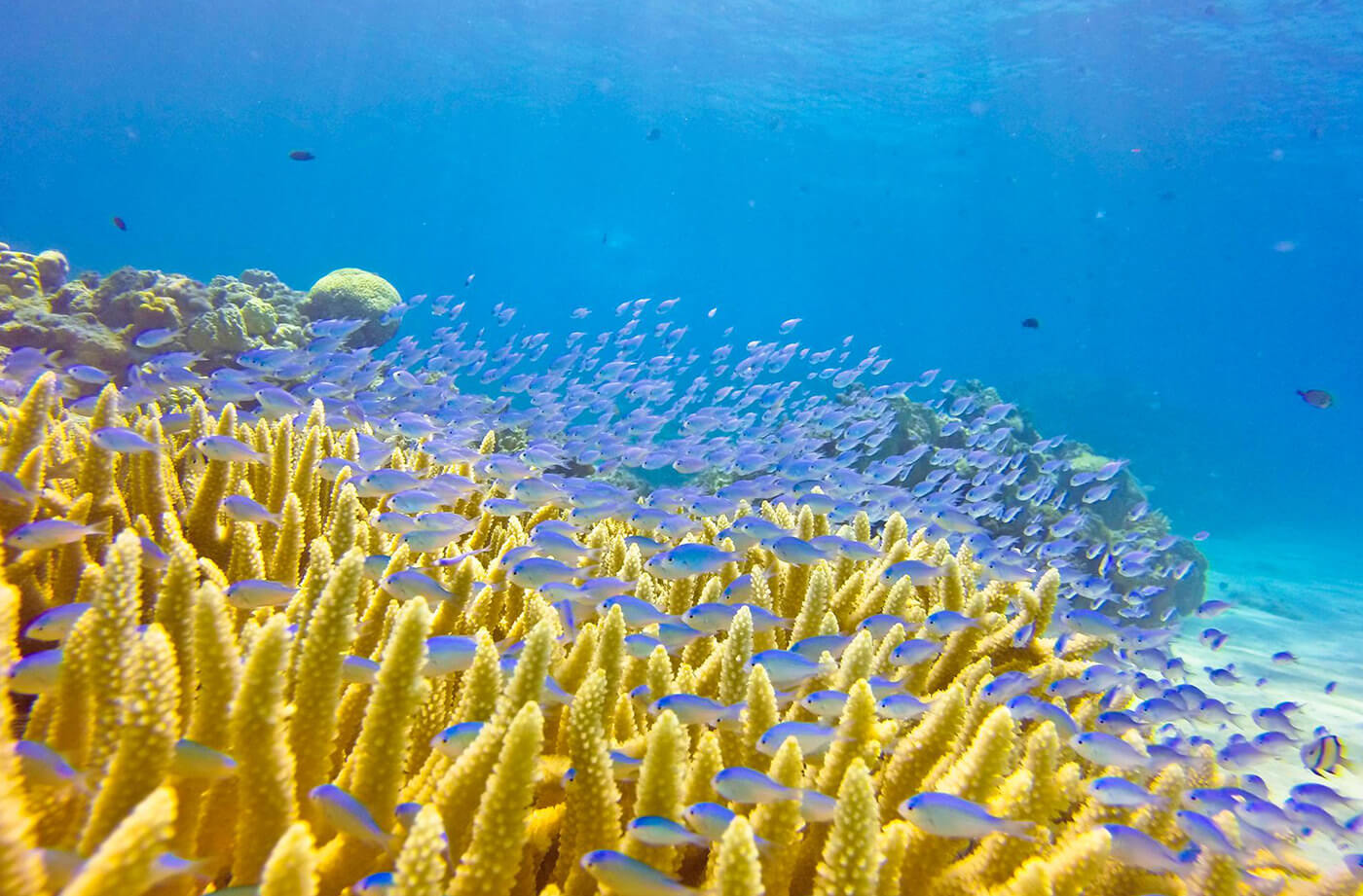 古座間味ビーチ