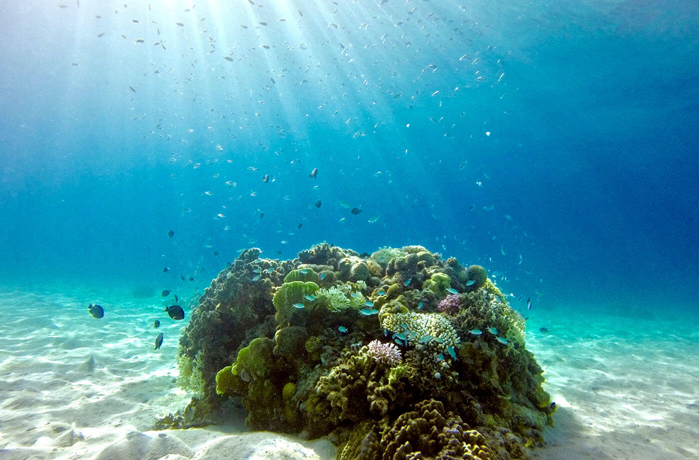 古座間味北「コーラルロック」