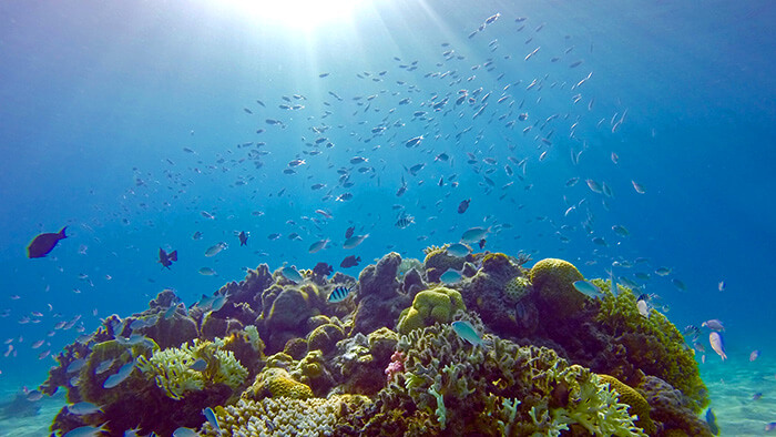 コーラルロック