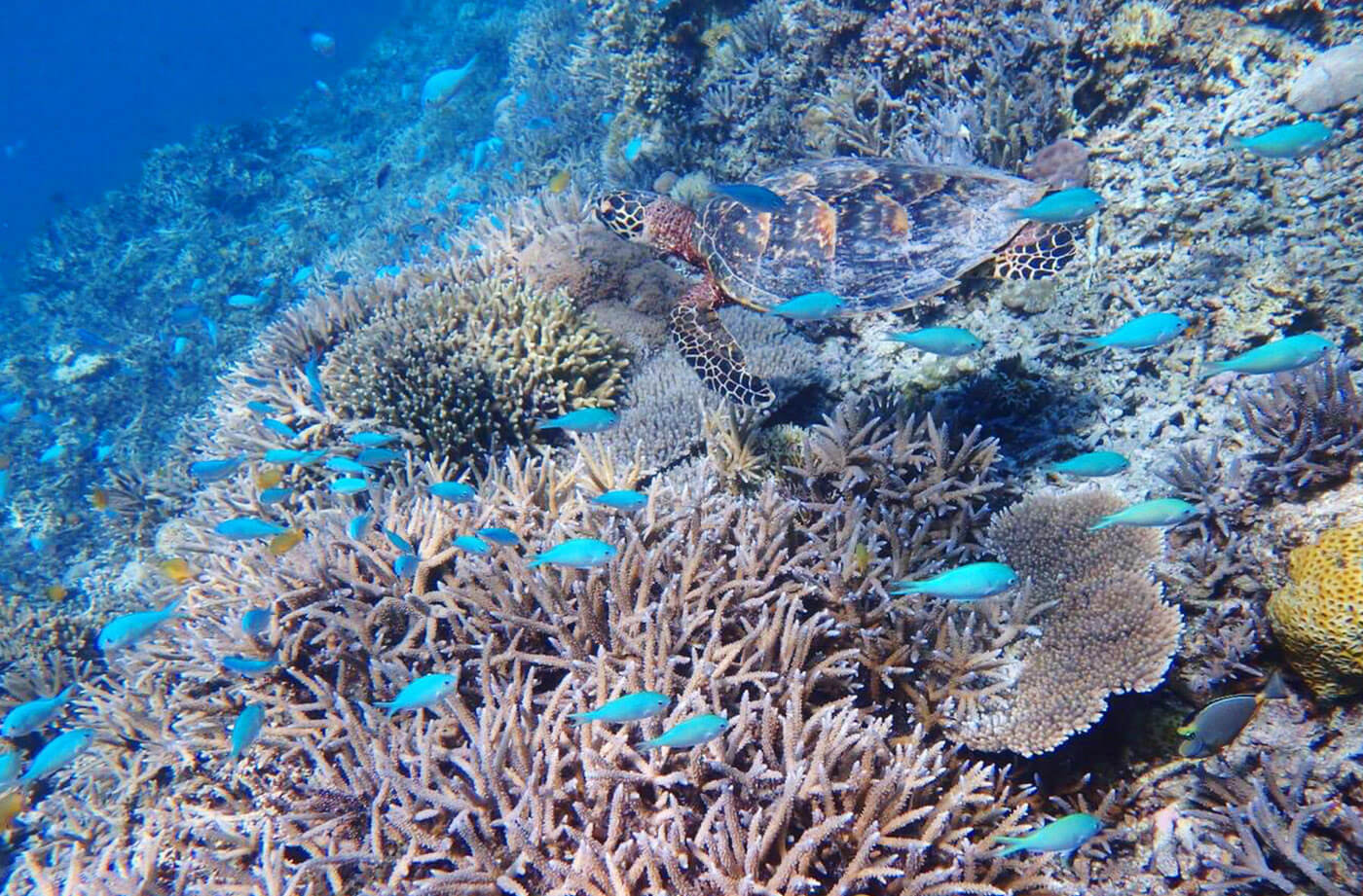 ウルノサチでウミガメ