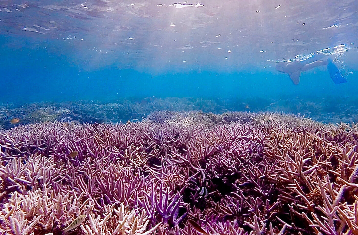 ウルノサチの枝珊瑚