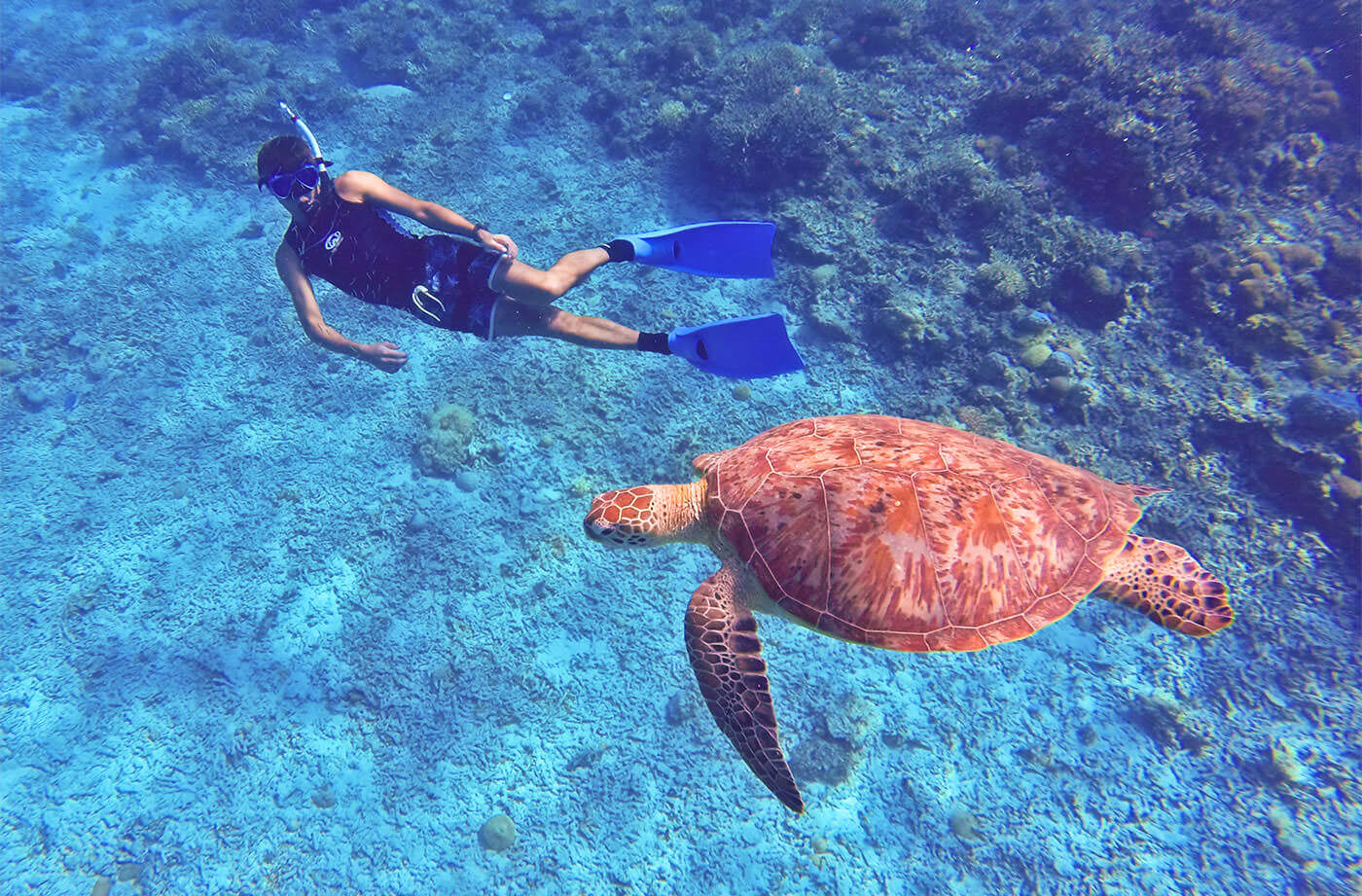 沖方面のウミガメ