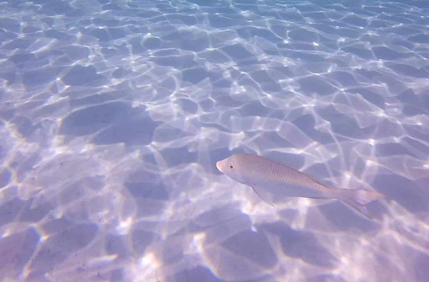 朝の古座間味ビーチ海の中