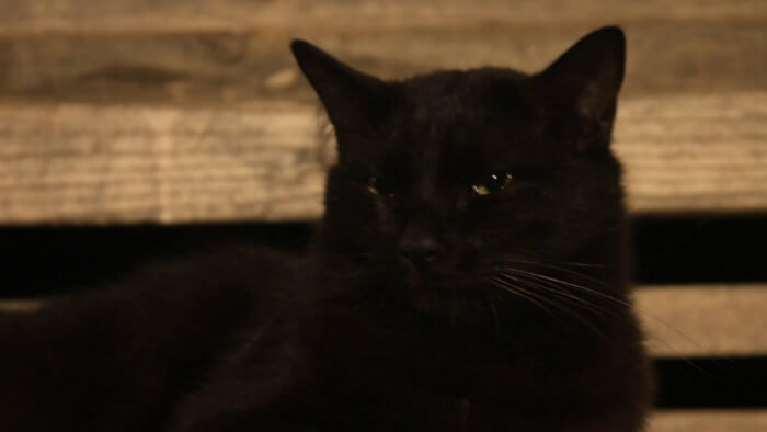 夜の座間味島：猫