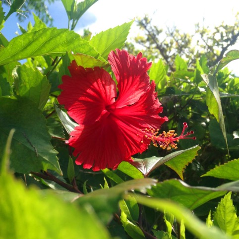 ハイビスカス