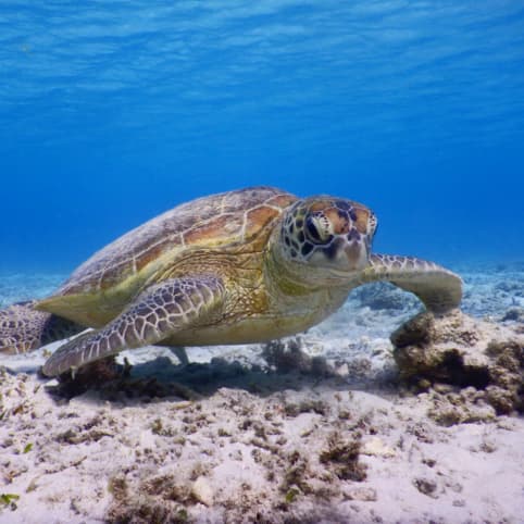 座間味島のウミガメ